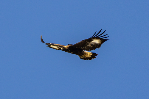 Avistamiento Águila real (Sierra Nevada)
