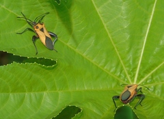 Sagotylus confluens