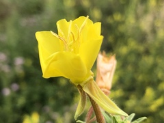 Oenothera biennis