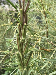 Oenothera biennis