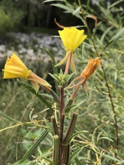 Oenothera biennis