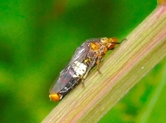 Homalodisca ichthyocephala