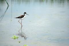 Himantopus mexicanus