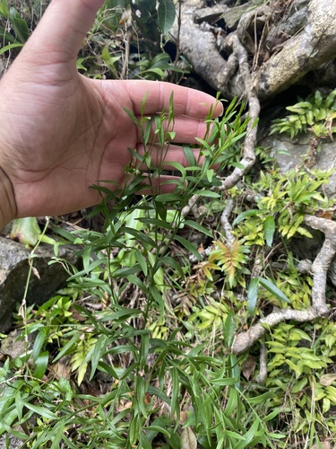 Exocarpos homalocladus observed 2025-03-26