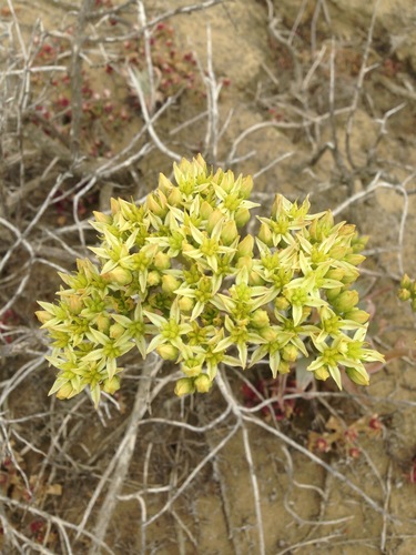 Dudleya virens