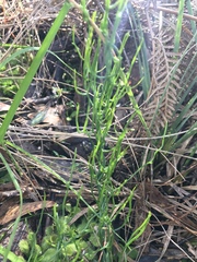 Thysanotus patersonii