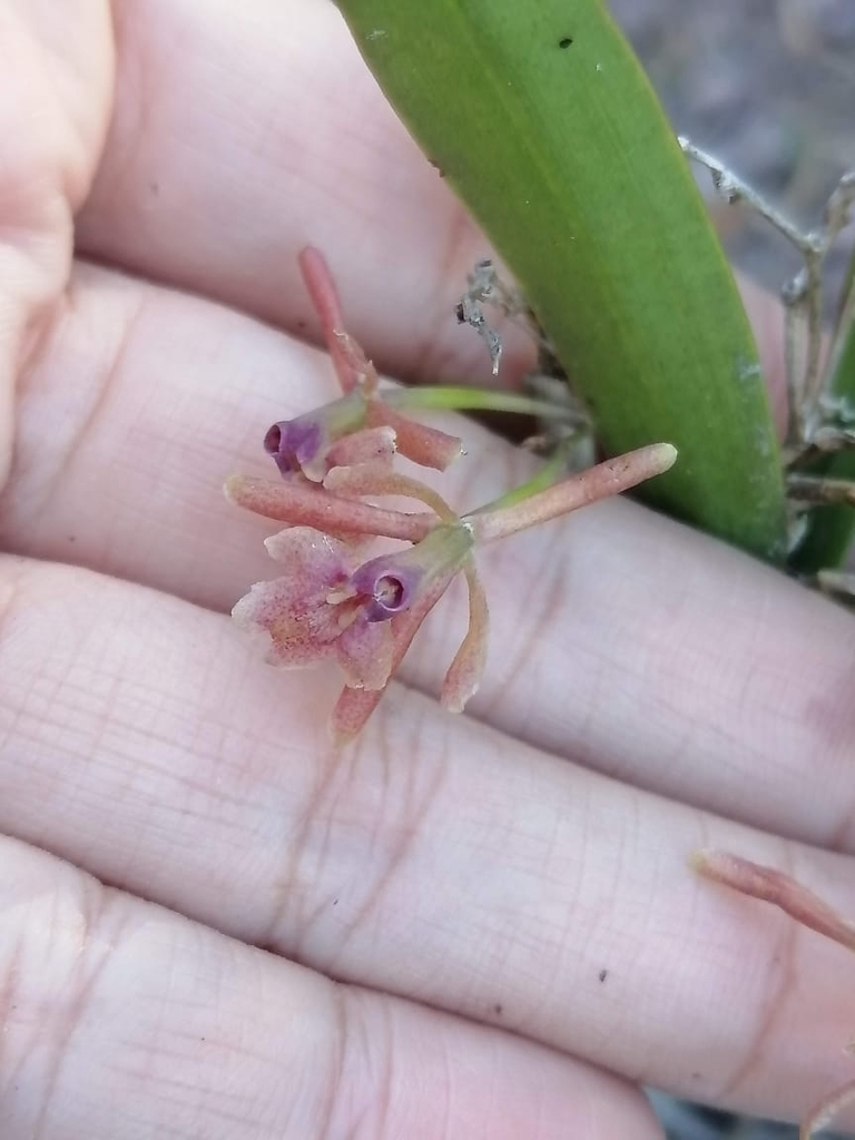 Epidendrum vandifolium Lindl. 2
