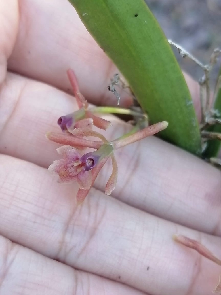 Epidendrum vandifolium Lindl. 3