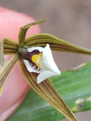 Prosthechea pastoris, photograph author not stated, no rights reserved