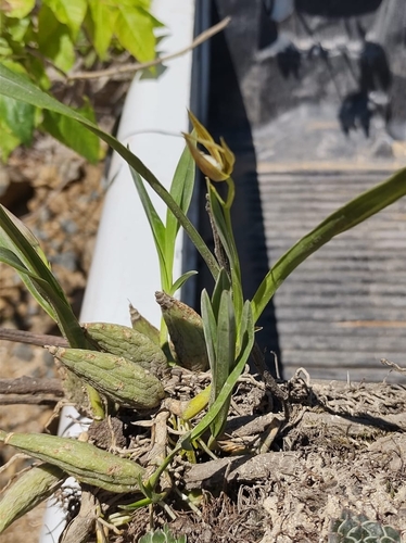 Prosthechea pastoris, photograph 2
