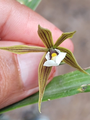 Prosthechea pastoris, photograph 3