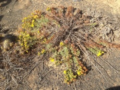 Deinandra clementina