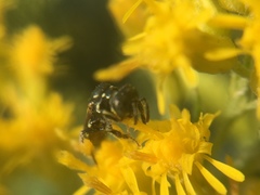 Perdita octomaculata