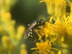 Perdita octomaculata