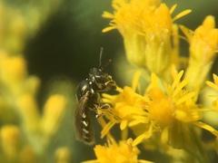 Perdita octomaculata