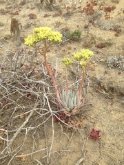 Dudleya virens insularis