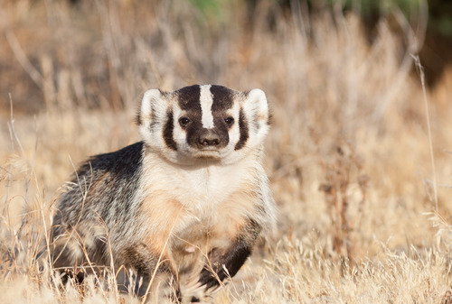 American Badger photographed in California