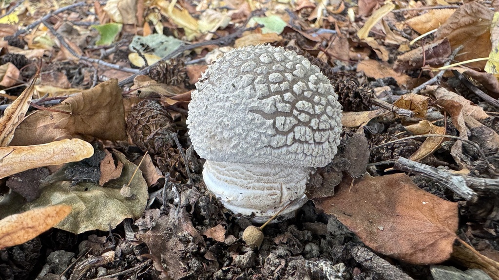 Amanita excelsa spissa · March 2025 · photo: © frankashwood (iNaturalist, cc-by)