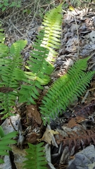 Polystichum munitum