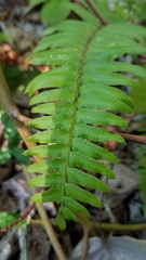 Polystichum munitum