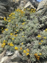 Constancea nevinii