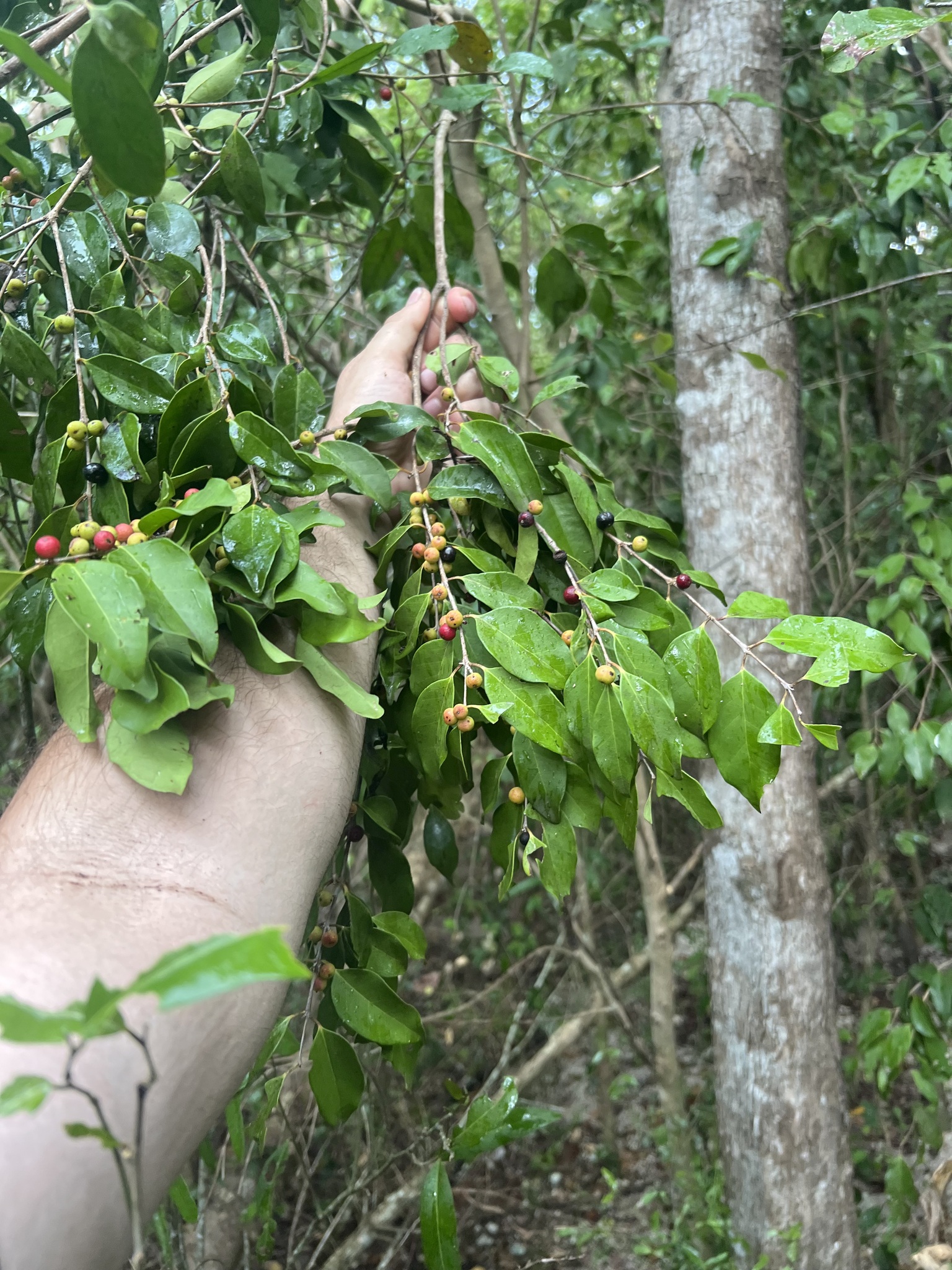 Imagem de Cereja-do-mato