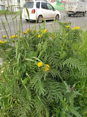 Tanacetum vulgare boreale