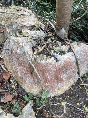 Gaussia attenuata, photograph 3