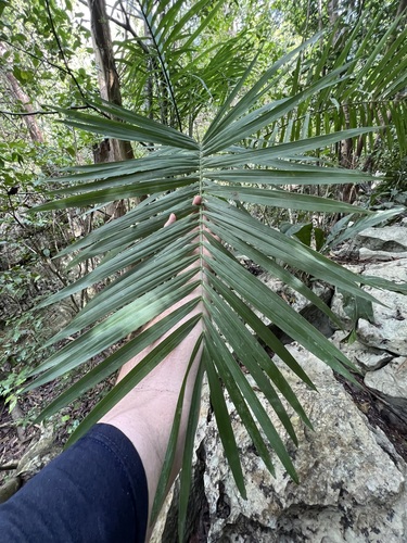 Gaussia attenuata, photograph 2