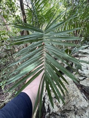 Gaussia attenuata, photograph (c) Emmett Serrano, some rights reserved (CC BY)