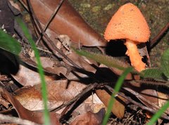 Agaricus crocopeplus