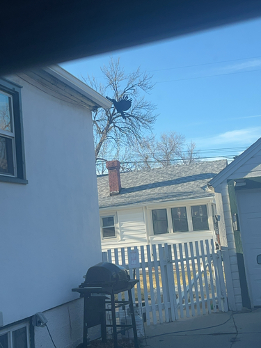 iNaturalist observation 2025-03-26