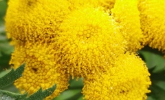 Tanacetum vulgare boreale