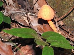 Agaricus crocopeplus