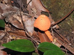 Agaricus crocopeplus