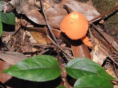 Agaricus crocopeplus