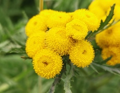 Tanacetum vulgare boreale
