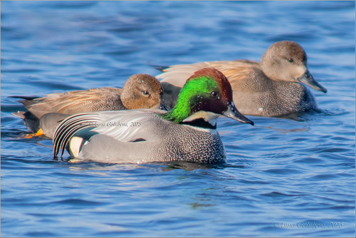 Falcated Duck, photo 4 of 10