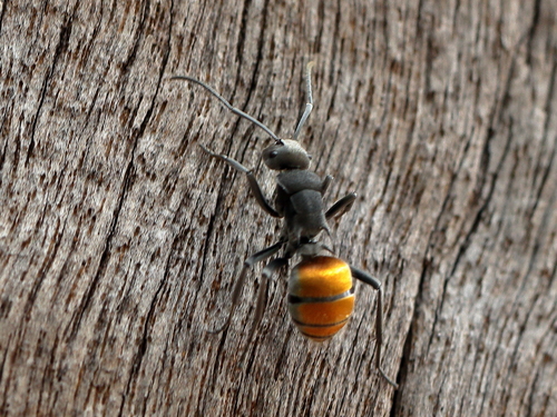 Polyrhachis thusneldaPolyrhachis thusnelda