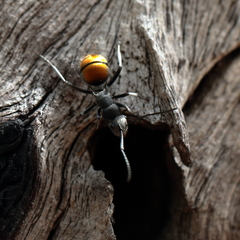 Polyrhachis thusnelda