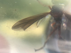 Physocephala sagittaria