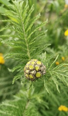 Tanacetum vulgare boreale
