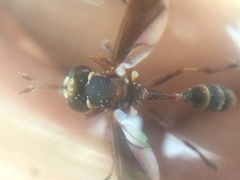 Physocephala sagittaria