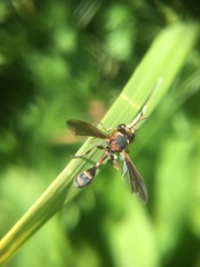 Physocephala sagittaria