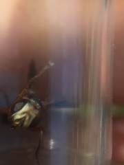 Physocephala sagittaria