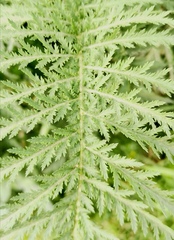Tanacetum vulgare boreale