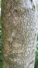 Populus trichocarpa