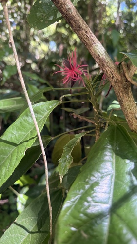 Pavonia multiflora, photograph 5