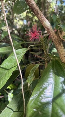 Pavonia multiflora, photograph (c) sheylarossi, some rights reserved (CC BY-SA)