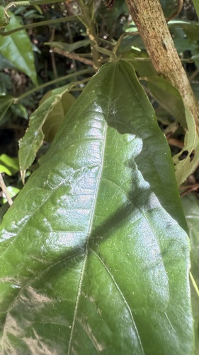 Pavonia multiflora, photograph 6